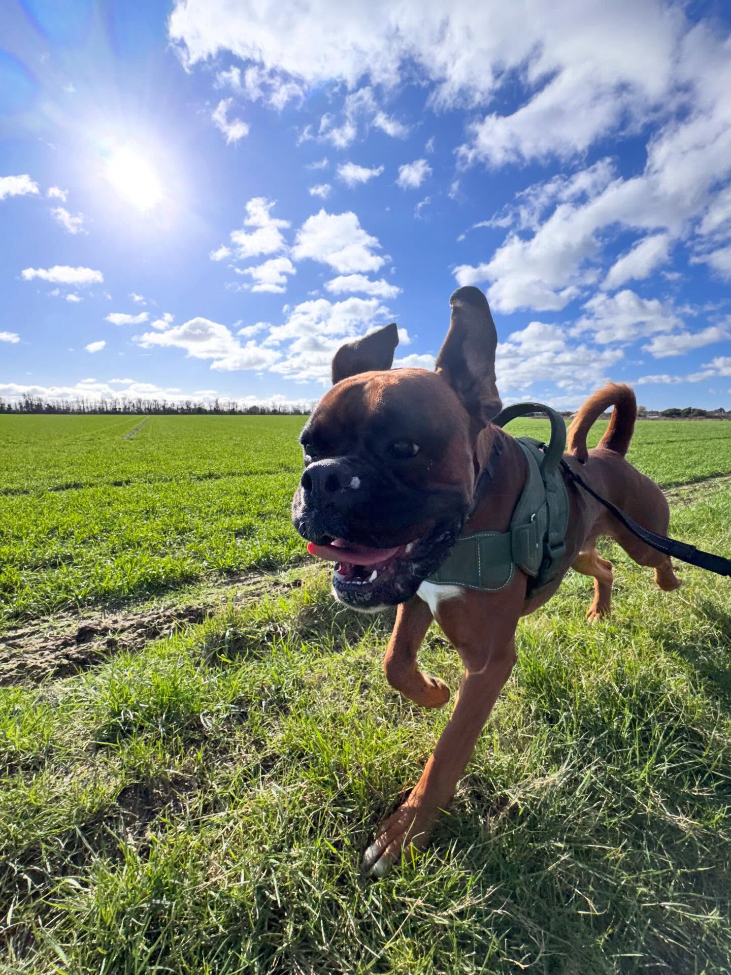 A happy boxer bounding across a green field on a sunny Paws-on-Sea walk